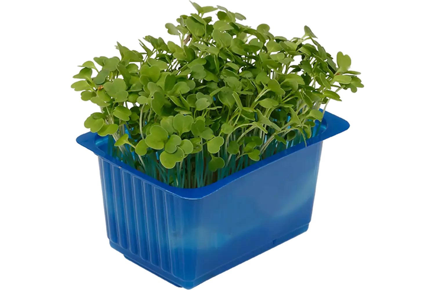 Rucola cress single stuk 1